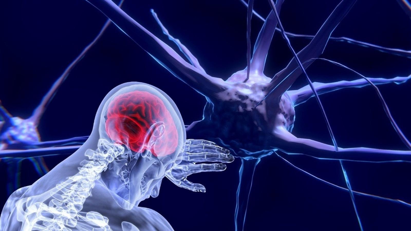 Neurones cerveau - IFFREPSC